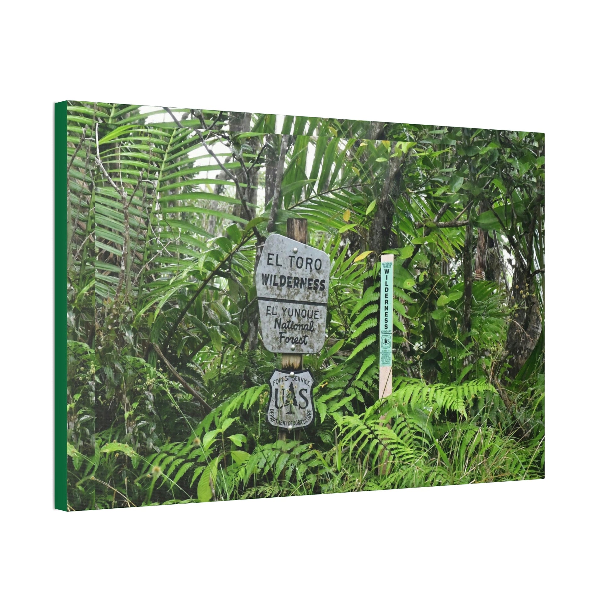 Canvas Stretched - Forest@Home - El Yunque - Recovering from Hurricane Maria - Tradewinds trail mark the official start of El Toro wilderness - Green Forest Home