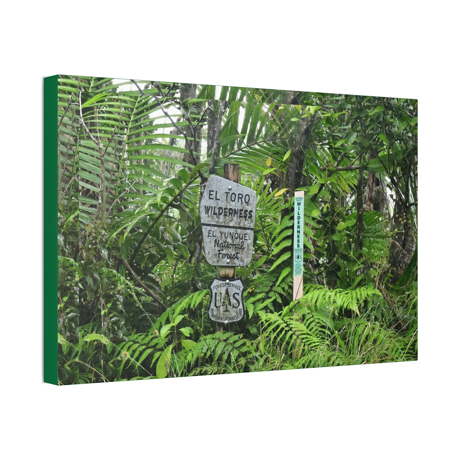 Canvas Stretched - Forest@Home - El Yunque - Recovering from Hurricane Maria - Tradewinds trail mark the official start of El Toro wilderness - Green Forest Home