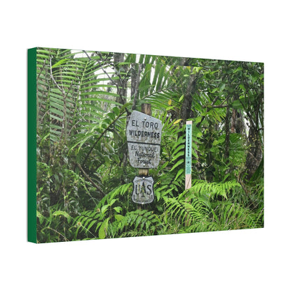 Canvas Stretched - Forest@Home - El Yunque - Recovering from Hurricane Maria - Tradewinds trail mark the official start of El Toro wilderness - Green Forest Home