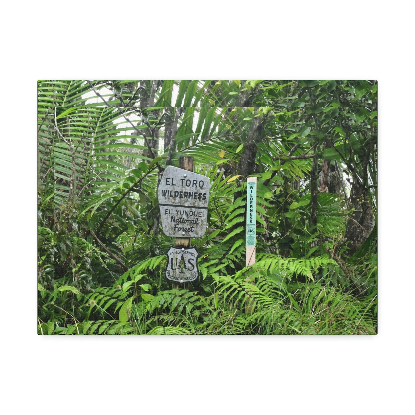 Canvas Stretched - Forest@Home - El Yunque - Recovering from Hurricane Maria - Tradewinds trail mark the official start of El Toro wilderness - Green Forest Home