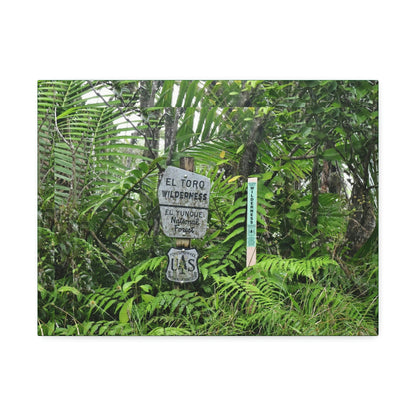 Canvas Stretched - Forest@Home - El Yunque - Recovering from Hurricane Maria - Tradewinds trail mark the official start of El Toro wilderness - Green Forest Home