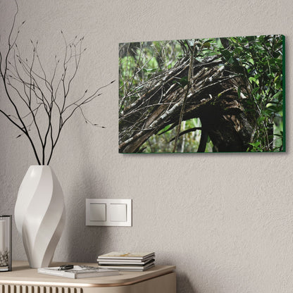 Canvas Stretched - Forest@Home - El Yunque - Recovering from Hurricane Maria - Tradewinds trail shows a broken tree - Green Forest Home