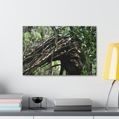 Canvas Stretched - Forest@Home - El Yunque - Recovering from Hurricane Maria - Tradewinds trail shows a broken tree - Green Forest Home