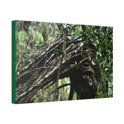 Canvas Stretched - Forest@Home - El Yunque - Recovering from Hurricane Maria - Tradewinds trail shows a broken tree - Green Forest Home