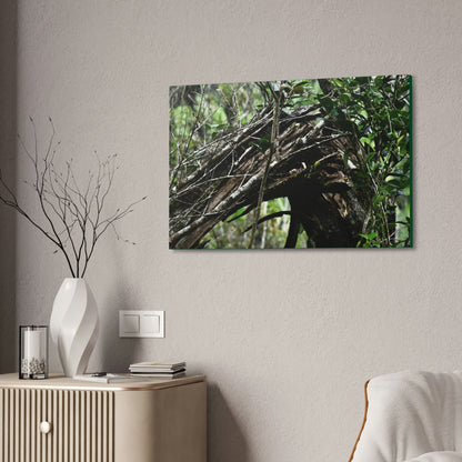 Canvas Stretched - Forest@Home - El Yunque - Recovering from Hurricane Maria - Tradewinds trail shows a broken tree - Green Forest Home