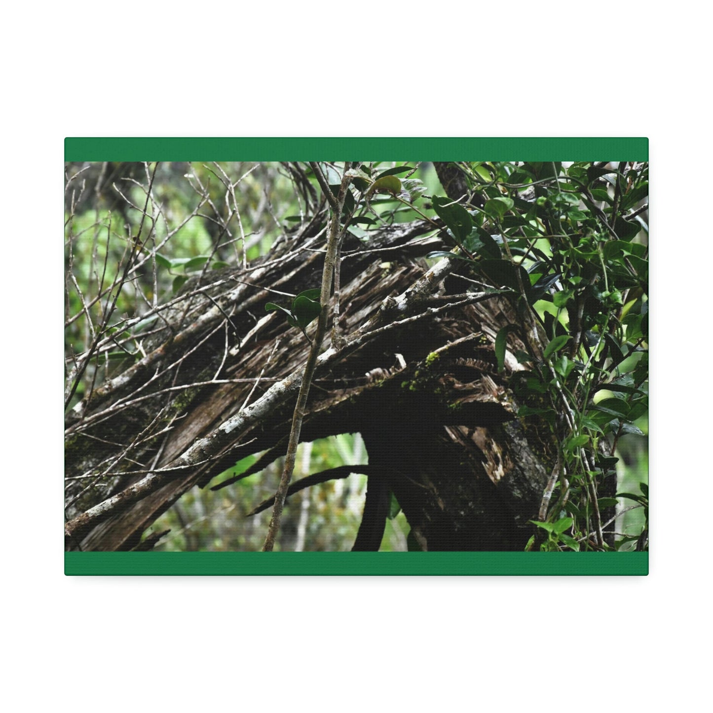 Canvas Stretched - Forest@Home - El Yunque - Recovering from Hurricane Maria - Tradewinds trail shows a broken tree - Green Forest Home