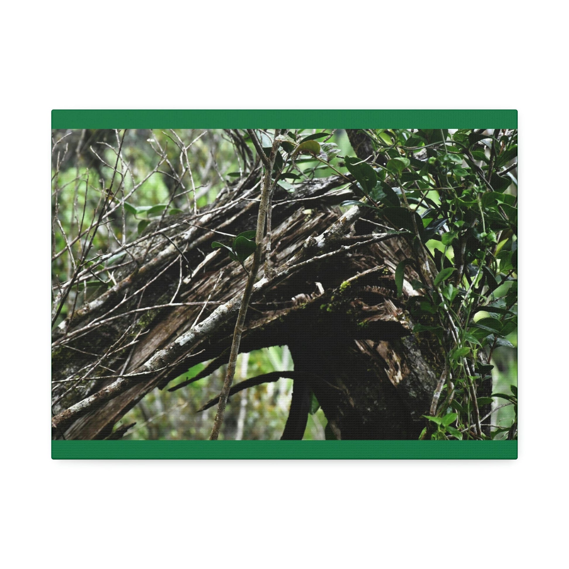 Canvas Stretched - Forest@Home - El Yunque - Recovering from Hurricane Maria - Tradewinds trail shows a broken tree - Green Forest Home