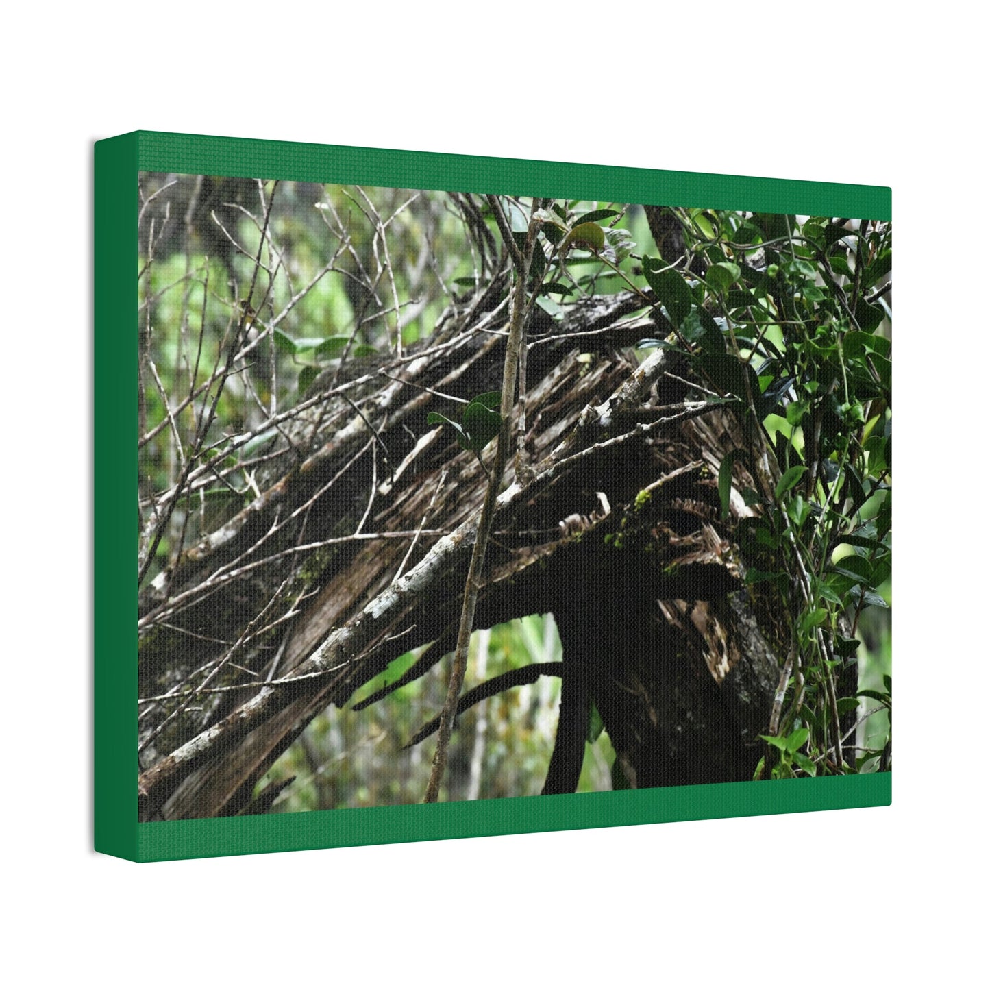 Canvas Stretched - Forest@Home - El Yunque - Recovering from Hurricane Maria - Tradewinds trail shows a broken tree - Green Forest Home