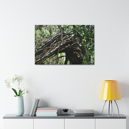 Canvas Stretched - Forest@Home - El Yunque - Recovering from Hurricane Maria - Tradewinds trail shows a broken tree - Green Forest Home