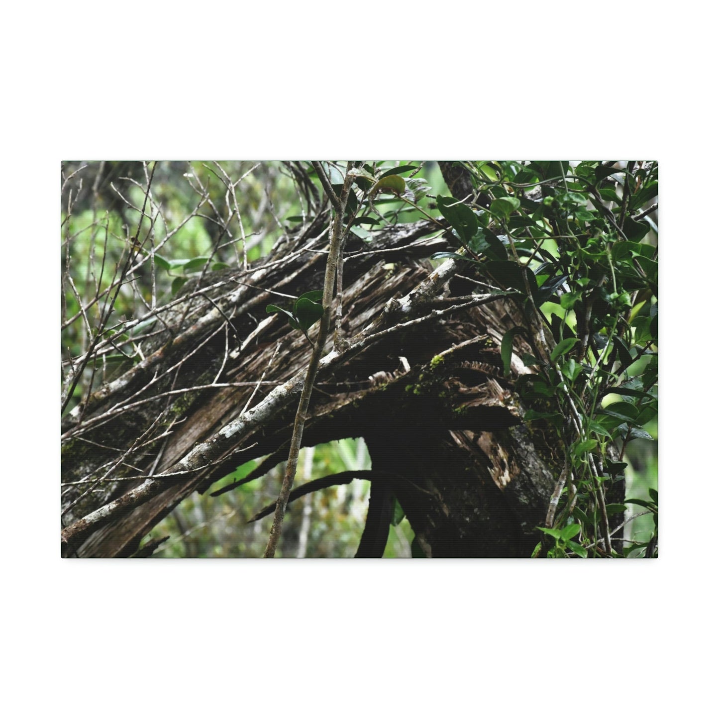 Canvas Stretched - Forest@Home - El Yunque - Recovering from Hurricane Maria - Tradewinds trail shows a broken tree - Green Forest Home
