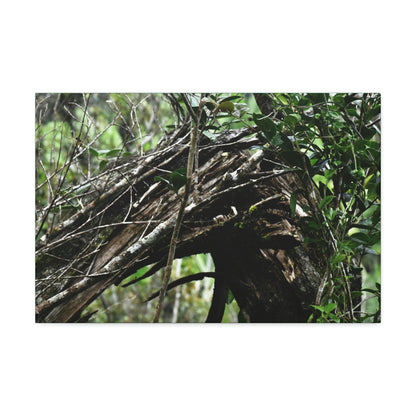 Canvas Stretched - Forest@Home - El Yunque - Recovering from Hurricane Maria - Tradewinds trail shows a broken tree - Green Forest Home