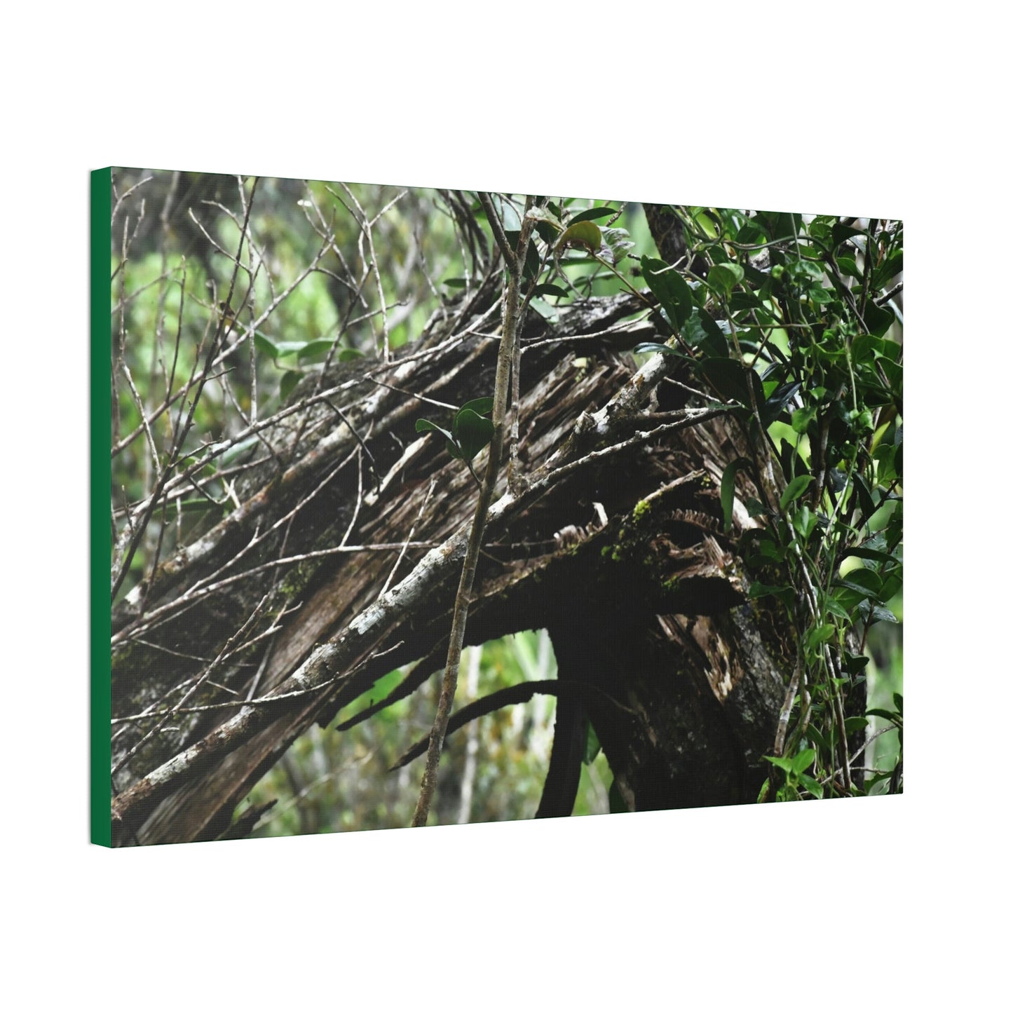 Canvas Stretched - Forest@Home - El Yunque - Recovering from Hurricane Maria - Tradewinds trail shows a broken tree - Green Forest Home