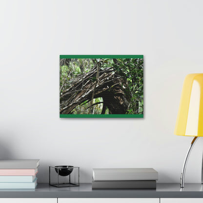 Canvas Stretched - Forest@Home - El Yunque - Recovering from Hurricane Maria - Tradewinds trail shows a broken tree - Green Forest Home
