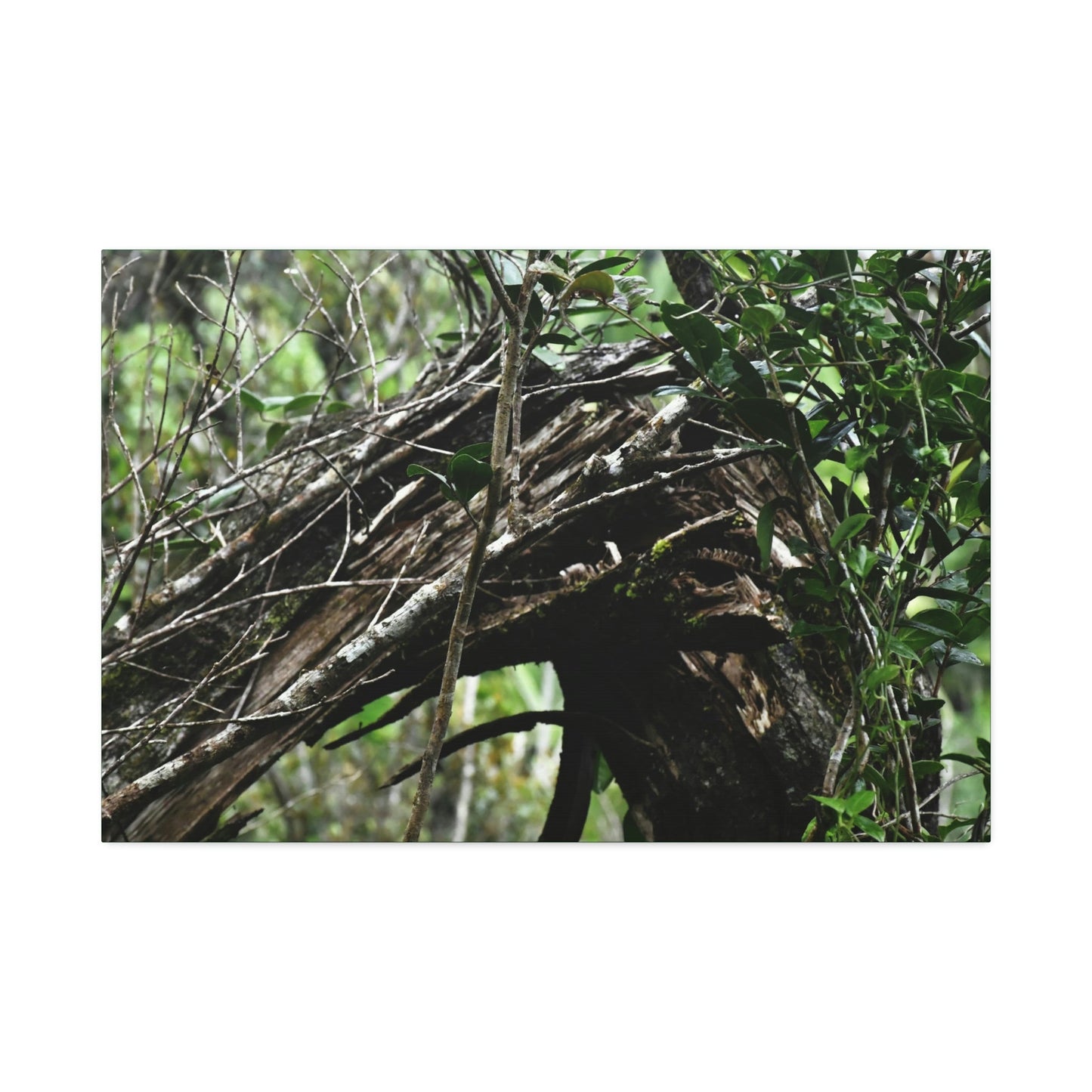 Canvas Stretched - Forest@Home - El Yunque - Recovering from Hurricane Maria - Tradewinds trail shows a broken tree - Green Forest Home