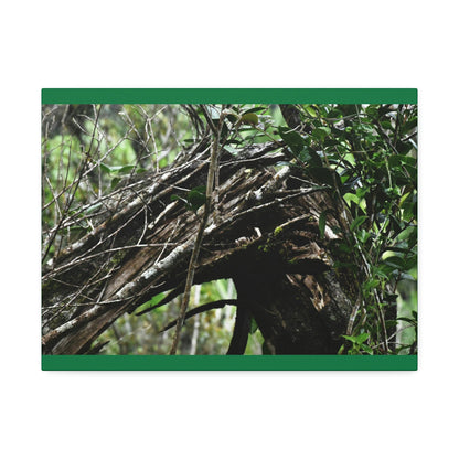 Canvas Stretched - Forest@Home - El Yunque - Recovering from Hurricane Maria - Tradewinds trail shows a broken tree - Green Forest Home