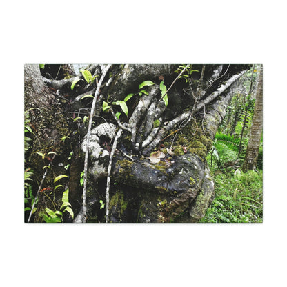 Canvas Stretched - Forest@Home - El Yunque - Recovering from Hurricane Maria - Tradewinds trail shows trees a bundle of close-knit branches - Green Forest Home