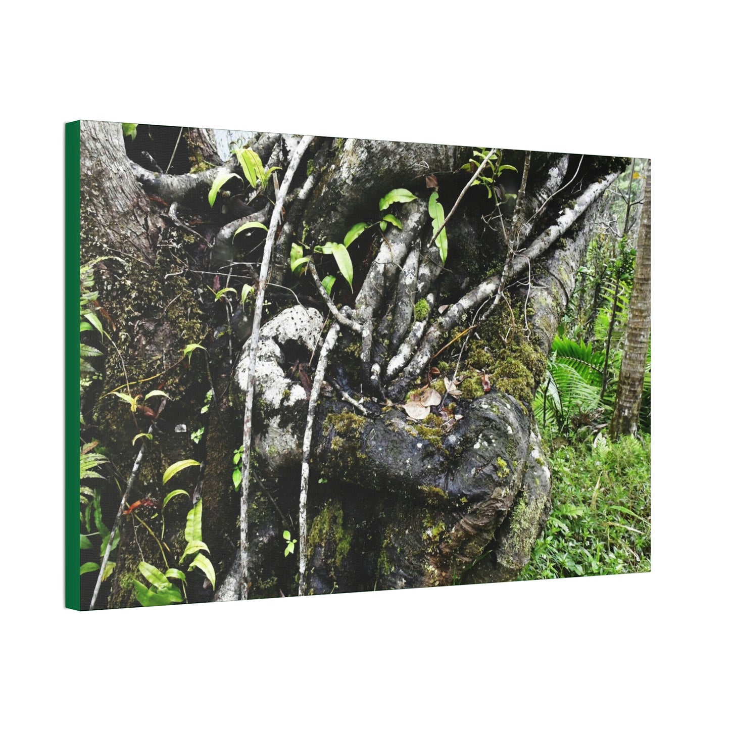 Canvas Stretched - Forest@Home - El Yunque - Recovering from Hurricane Maria - Tradewinds trail shows trees a bundle of close-knit branches - Green Forest Home