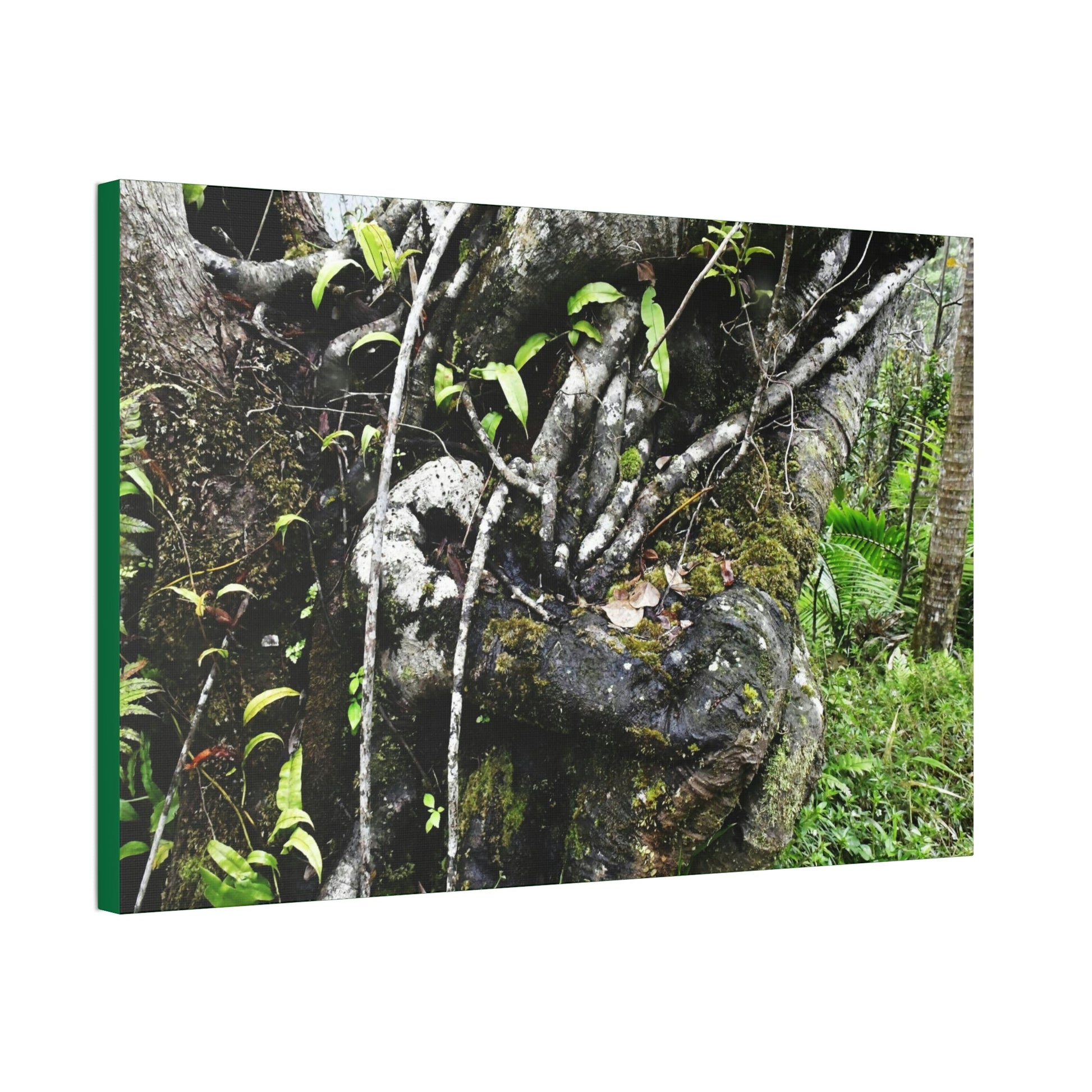 Canvas Stretched - Forest@Home - El Yunque - Recovering from Hurricane Maria - Tradewinds trail shows trees a bundle of close-knit branches - Green Forest Home