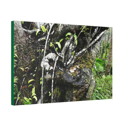 Canvas Stretched - Forest@Home - El Yunque - Recovering from Hurricane Maria - Tradewinds trail shows trees a bundle of close-knit branches - Green Forest Home