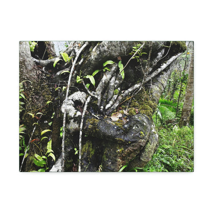Canvas Stretched - Forest@Home - El Yunque - Recovering from Hurricane Maria - Tradewinds trail shows trees a bundle of close-knit branches - Green Forest Home