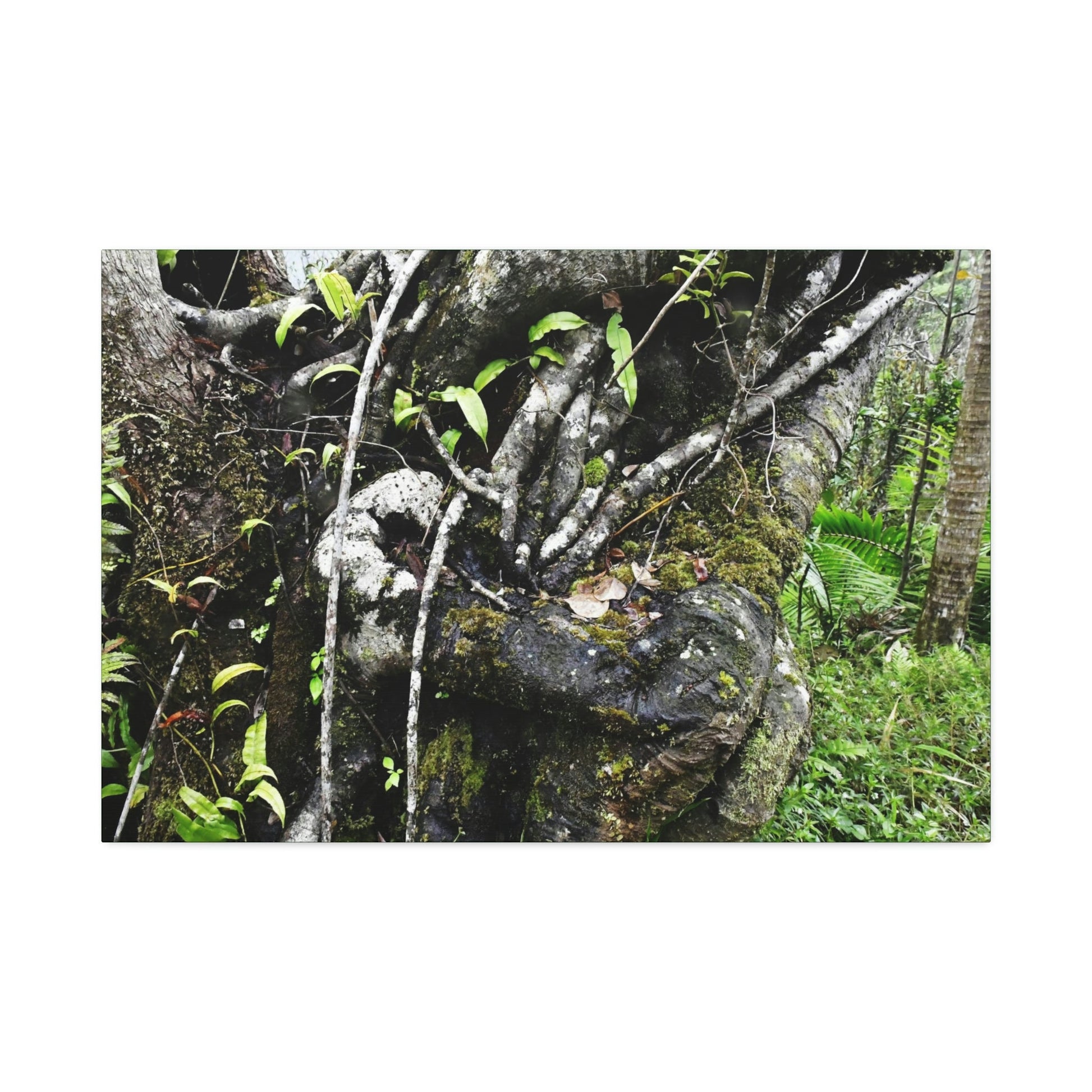 Canvas Stretched - Forest@Home - El Yunque - Recovering from Hurricane Maria - Tradewinds trail shows trees a bundle of close-knit branches - Green Forest Home