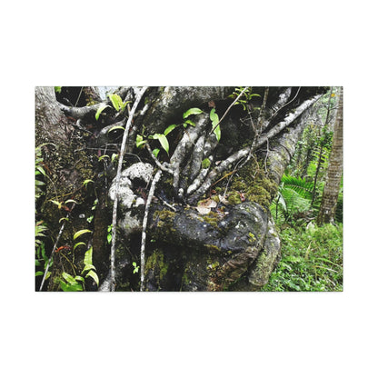 Canvas Stretched - Forest@Home - El Yunque - Recovering from Hurricane Maria - Tradewinds trail shows trees a bundle of close-knit branches - Green Forest Home