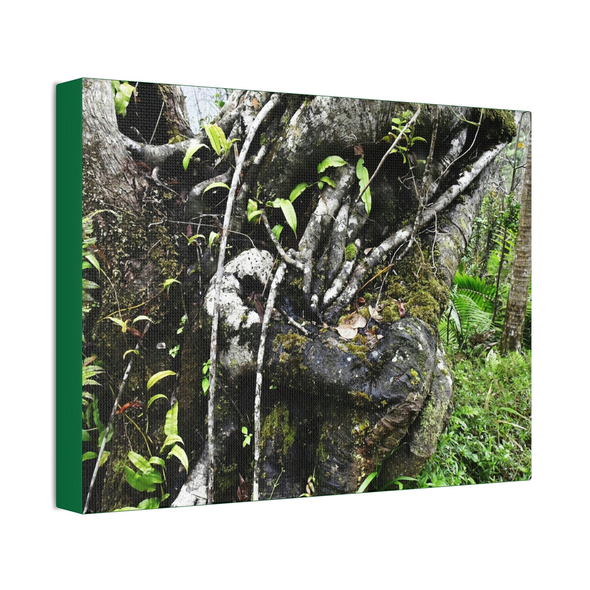 Canvas Stretched - Forest@Home - El Yunque - Recovering from Hurricane Maria - Tradewinds trail shows trees a bundle of close-knit branches - Green Forest Home