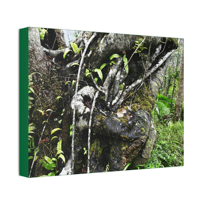 Canvas Stretched - Forest@Home - El Yunque - Recovering from Hurricane Maria - Tradewinds trail shows trees a bundle of close-knit branches - Green Forest Home