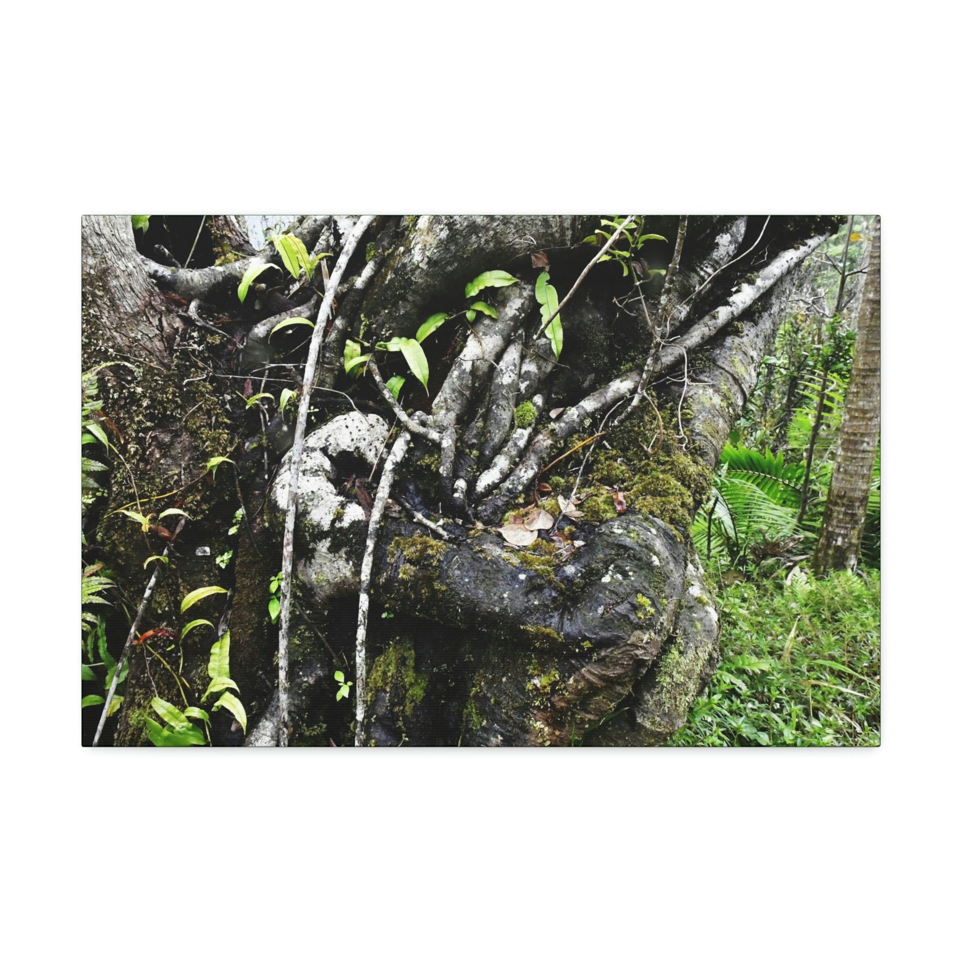 Canvas Stretched - Forest@Home - El Yunque - Recovering from Hurricane Maria - Tradewinds trail shows trees a bundle of close-knit branches - Green Forest Home