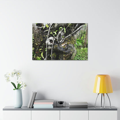 Canvas Stretched - Forest@Home - El Yunque - Recovering from Hurricane Maria - Tradewinds trail shows trees a bundle of close-knit branches - Green Forest Home