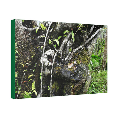 Canvas Stretched - Forest@Home - El Yunque - Recovering from Hurricane Maria - Tradewinds trail shows trees a bundle of close-knit branches - Green Forest Home
