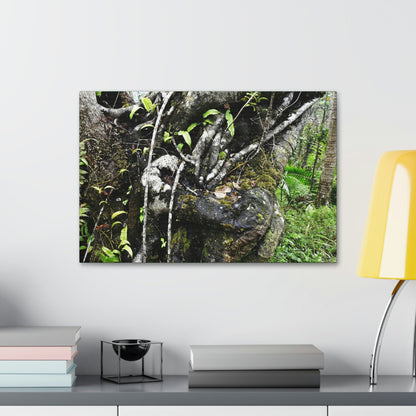 Canvas Stretched - Forest@Home - El Yunque - Recovering from Hurricane Maria - Tradewinds trail shows trees a bundle of close-knit branches - Green Forest Home