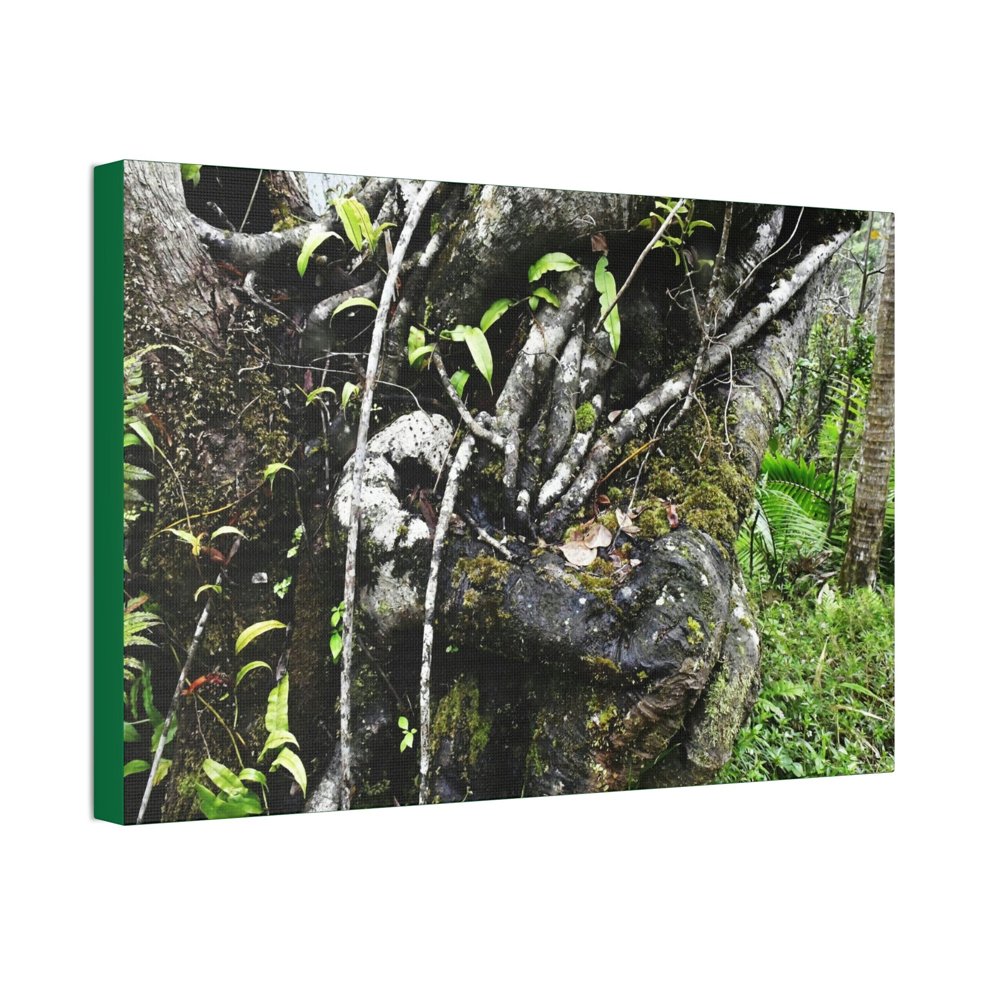 Canvas Stretched - Forest@Home - El Yunque - Recovering from Hurricane Maria - Tradewinds trail shows trees a bundle of close-knit branches - Green Forest Home