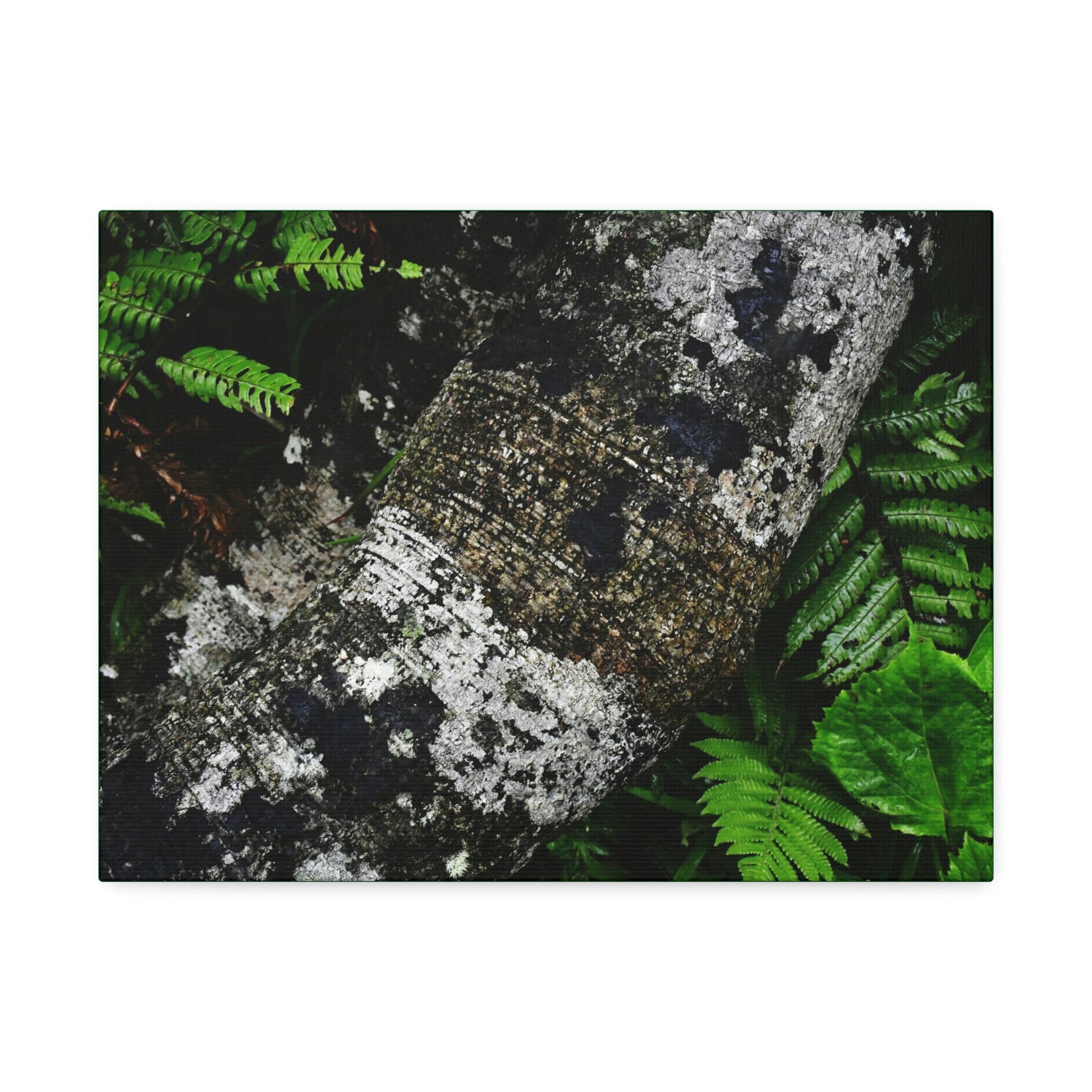 Canvas Stretched - Forest@Home - El Yunque - Recovering from Hurricane Maria - Tradewinds trail trees trunk bend to stay low during storms - Green Forest Home