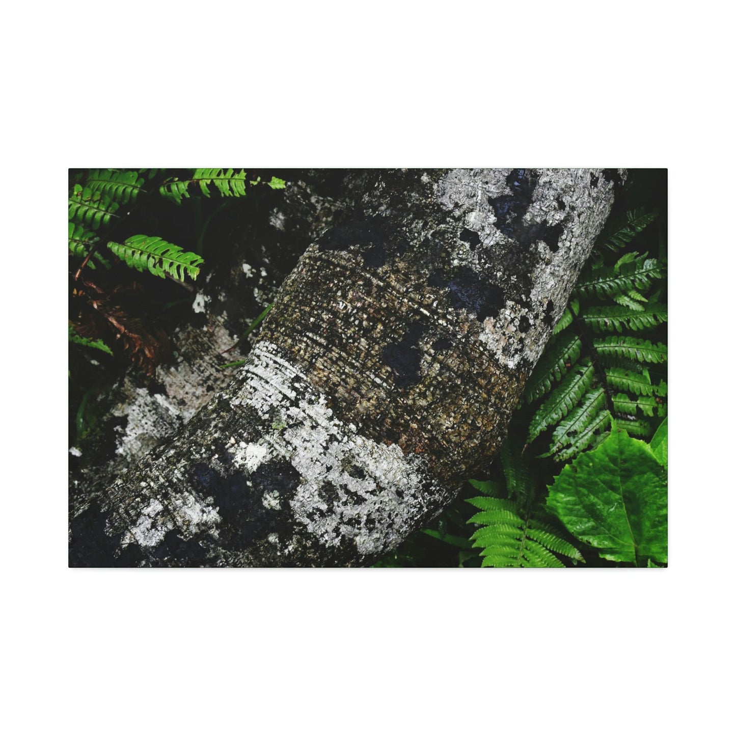Canvas Stretched - Forest@Home - El Yunque - Recovering from Hurricane Maria - Tradewinds trail trees trunk bend to stay low during storms - Green Forest Home