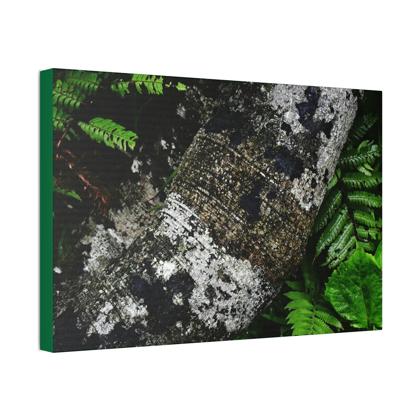 Canvas Stretched - Forest@Home - El Yunque - Recovering from Hurricane Maria - Tradewinds trail trees trunk bend to stay low during storms - Green Forest Home