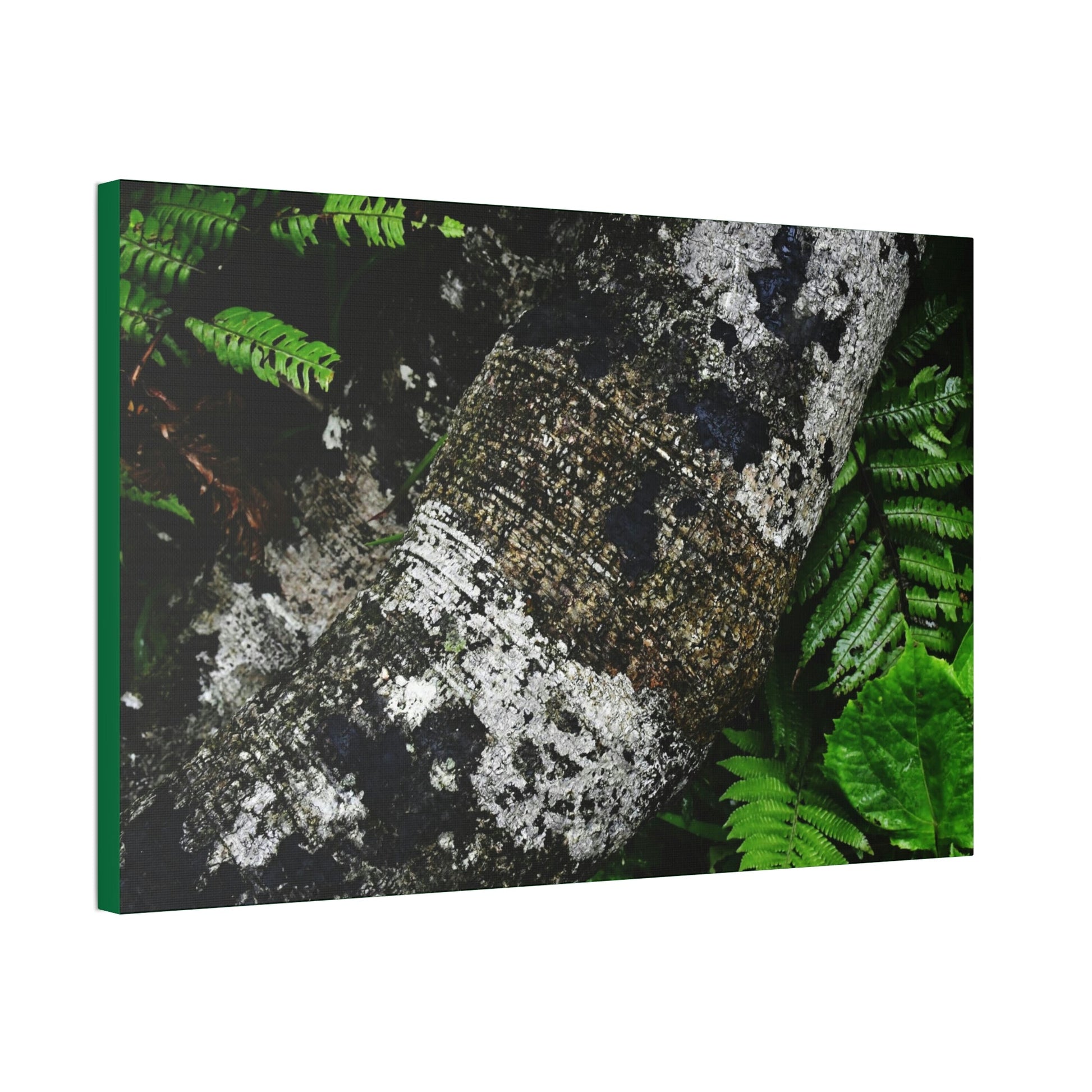 Canvas Stretched - Forest@Home - El Yunque - Recovering from Hurricane Maria - Tradewinds trail trees trunk bend to stay low during storms - Green Forest Home