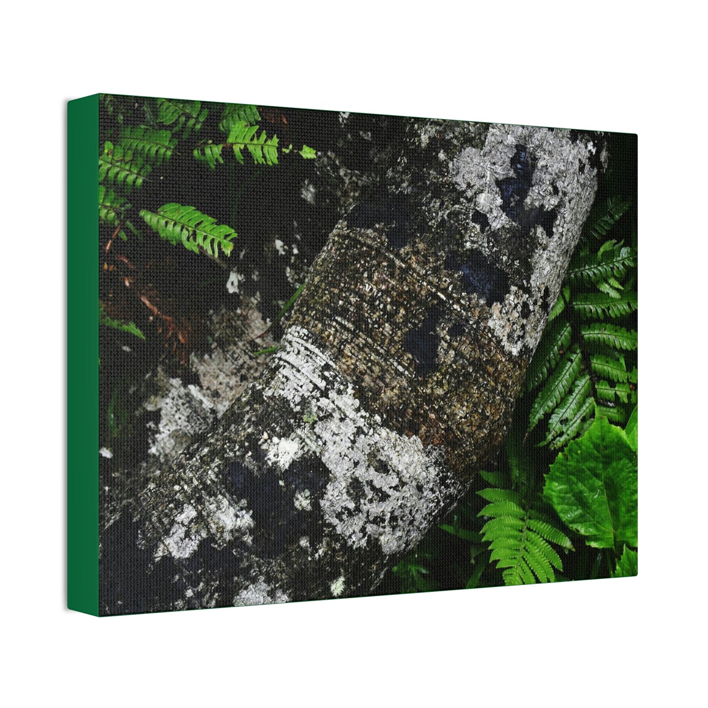 Canvas Stretched - Forest@Home - El Yunque - Recovering from Hurricane Maria - Tradewinds trail trees trunk bend to stay low during storms - Green Forest Home