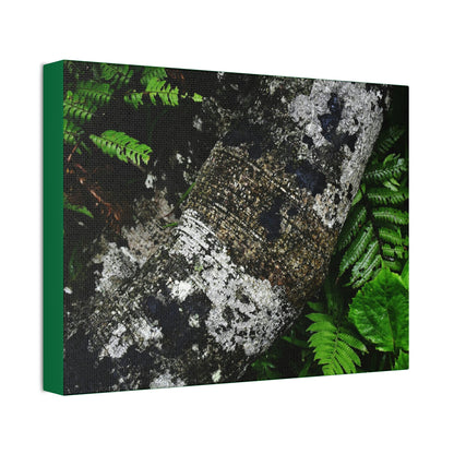 Canvas Stretched - Forest@Home - El Yunque - Recovering from Hurricane Maria - Tradewinds trail trees trunk bend to stay low during storms - Green Forest Home