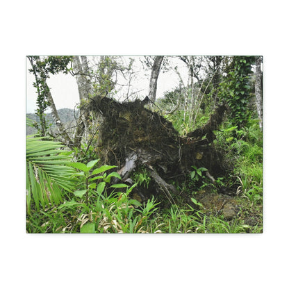 Canvas Stretched - Forest@Home - El Yunque - Recovering from Hurricane Maria - Tree Trunk/roots ripped from the earth by Maria - Tradewinds - Green Forest Home