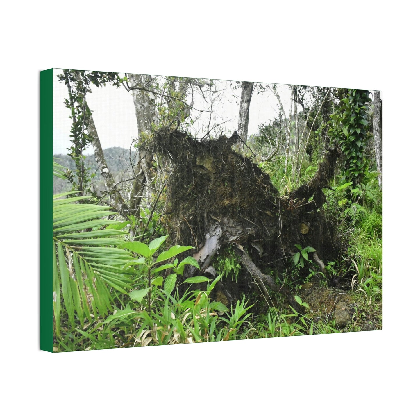 Canvas Stretched - Forest@Home - El Yunque - Recovering from Hurricane Maria - Tree Trunk/roots ripped from the earth by Maria - Tradewinds - Green Forest Home