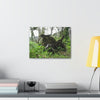 Canvas Stretched - Forest@Home - El Yunque - Recovering from Hurricane Maria - Tree Trunk/roots ripped from the earth by Maria - Tradewinds - Green Forest Home