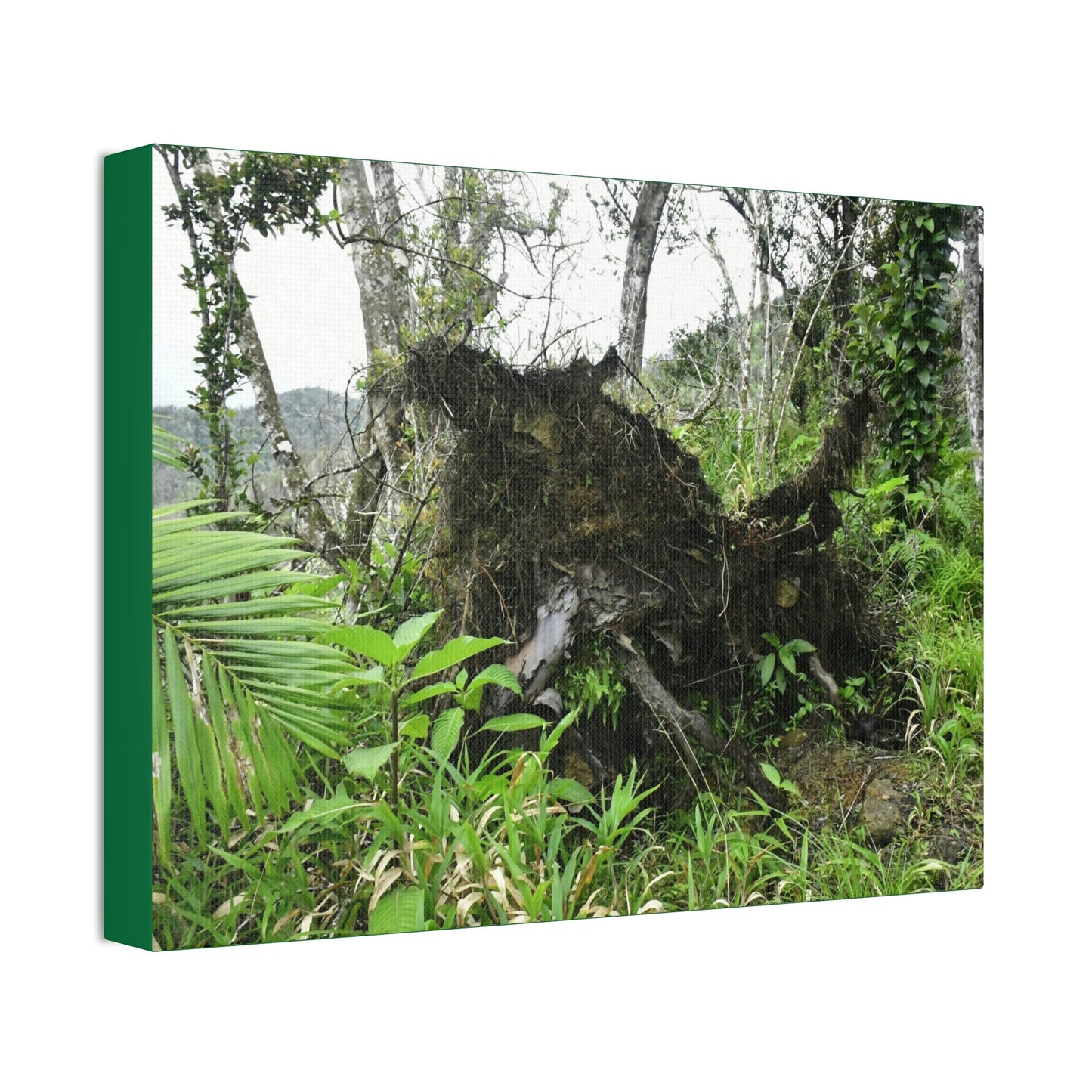 Canvas Stretched - Forest@Home - El Yunque - Recovering from Hurricane Maria - Tree Trunk/roots ripped from the earth by Maria - Tradewinds - Green Forest Home