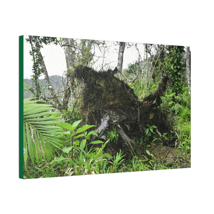 Canvas Stretched - Forest@Home - El Yunque - Recovering from Hurricane Maria - Tree Trunk/roots ripped from the earth by Maria - Tradewinds - Green Forest Home