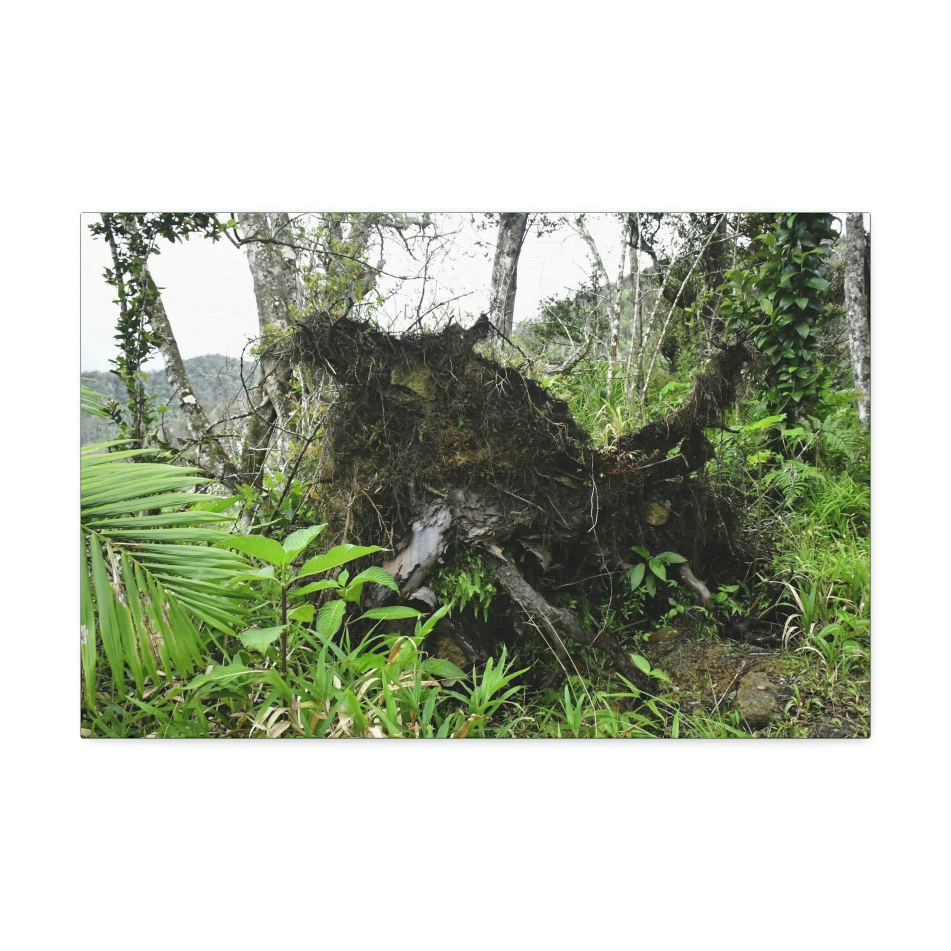 Canvas Stretched - Forest@Home - El Yunque - Recovering from Hurricane Maria - Tree Trunk/roots ripped from the earth by Maria - Tradewinds - Green Forest Home
