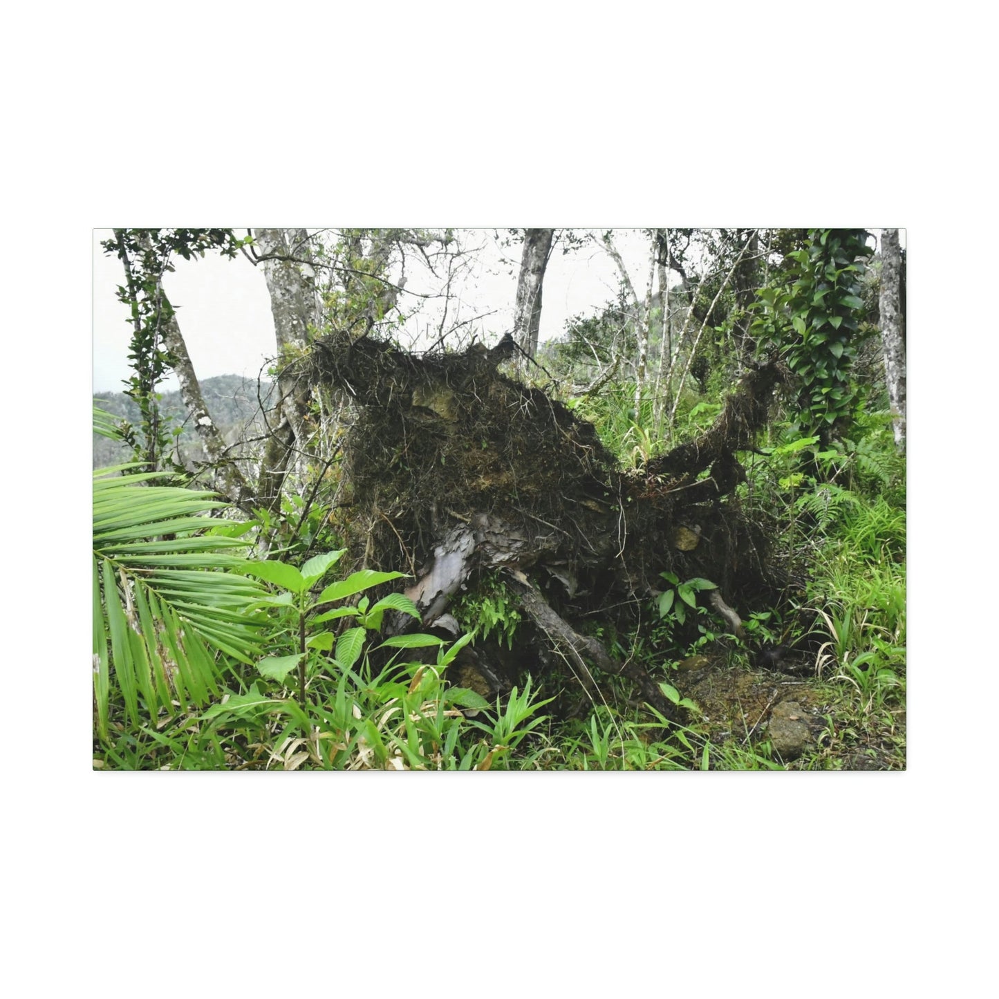 Canvas Stretched - Forest@Home - El Yunque - Recovering from Hurricane Maria - Tree Trunk/roots ripped from the earth by Maria - Tradewinds - Green Forest Home