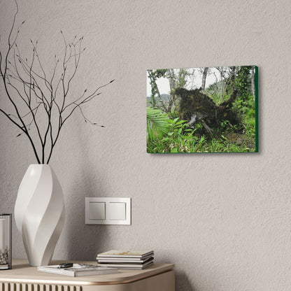 Canvas Stretched - Forest@Home - El Yunque - Recovering from Hurricane Maria - Tree Trunk/roots ripped from the earth by Maria - Tradewinds - Green Forest Home