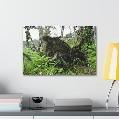 Canvas Stretched - Forest@Home - El Yunque - Recovering from Hurricane Maria - Tree Trunk/roots ripped from the earth by Maria - Tradewinds - Green Forest Home