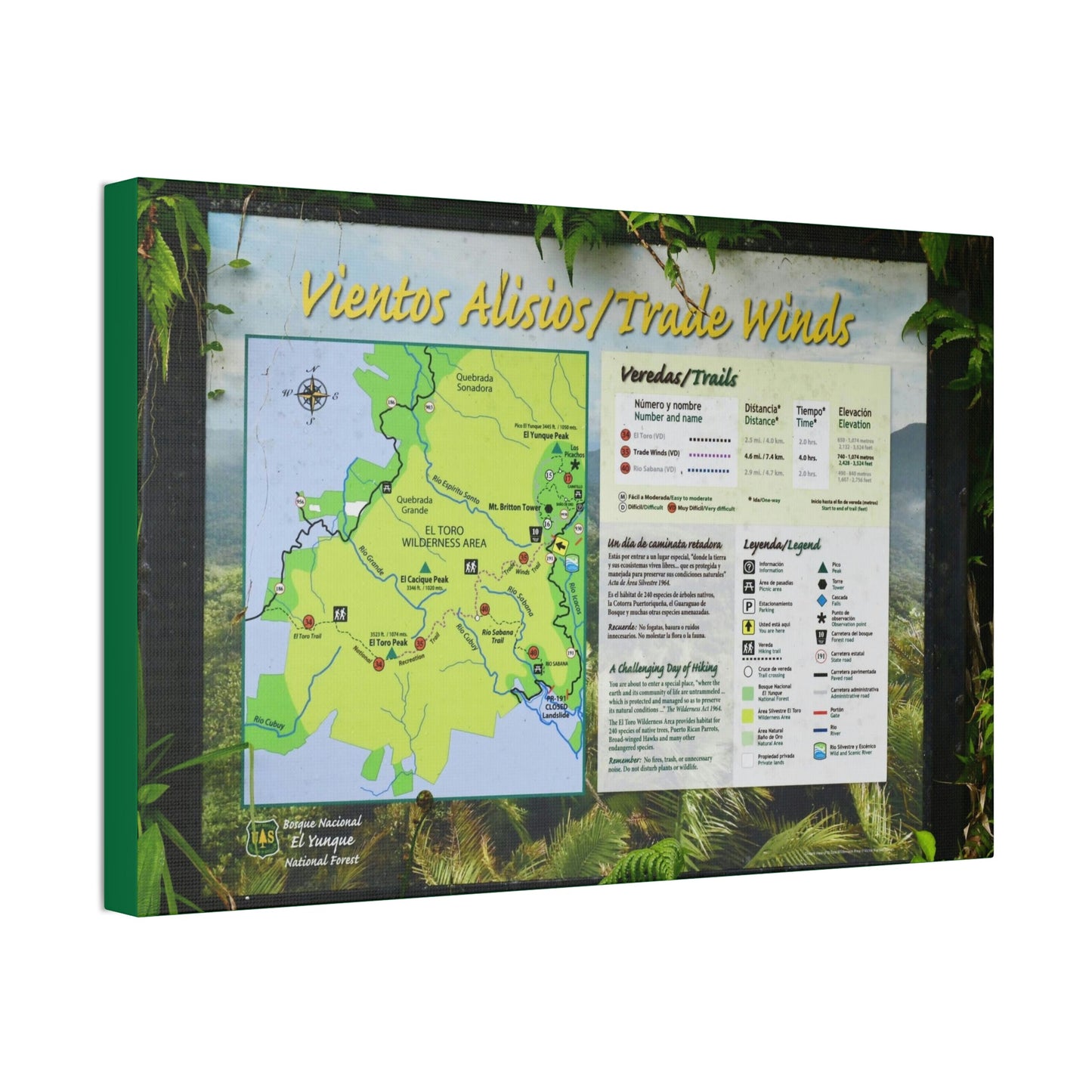 Canvas Stretched - Forest@Home - El Yunque - Sign with trails map on entrance of Tradewinds Trail - on PR 191 after the closed gate - Green Forest Home