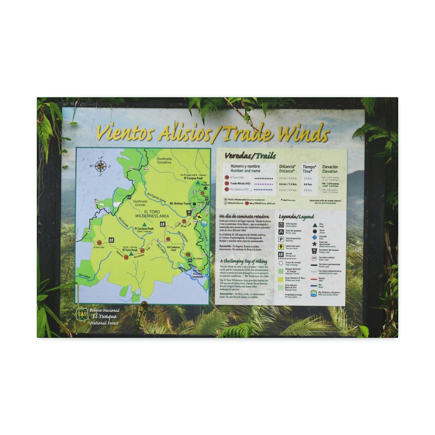 Canvas Stretched - Forest@Home - El Yunque - Sign with trails map on entrance of Tradewinds Trail - on PR 191 after the closed gate - Green Forest Home